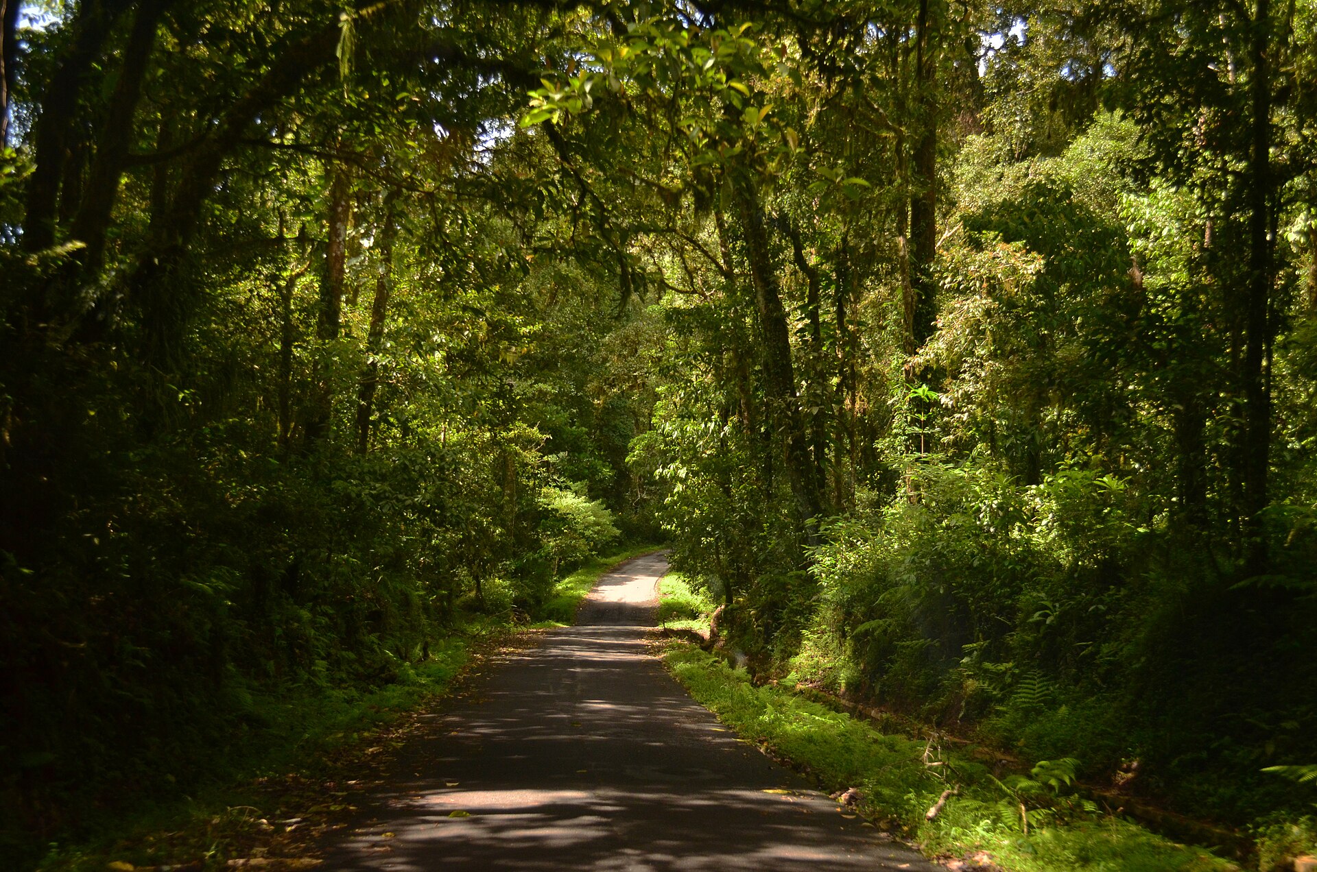 The trail above Senaru, on the northern approach to Rinjani